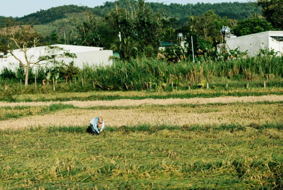 Kho gạo của Bùi Thị Quỳnh Lan